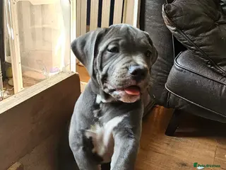 Mixed Breed dogs Puppies Victorian Bulldog × Staffy. 4 Loving Homes - Advert 12
