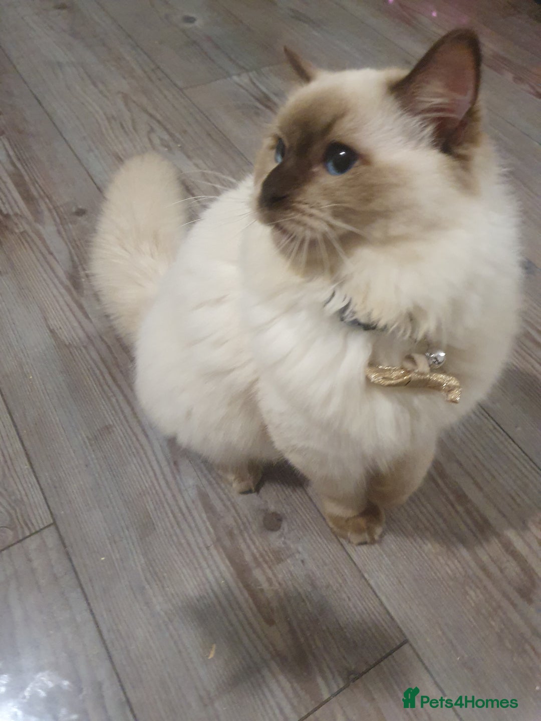 Ragdoll cats for sale: 6.5Months RagdollBoys - Advert 27