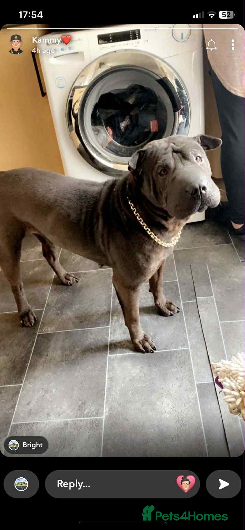Shar Pei dogs 3year old female Sharpei  - Advert 17