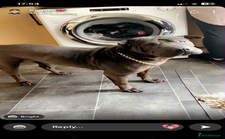 Shar Pei dogs - Advert 1