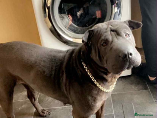 Shar Pei dogs - Advert 16