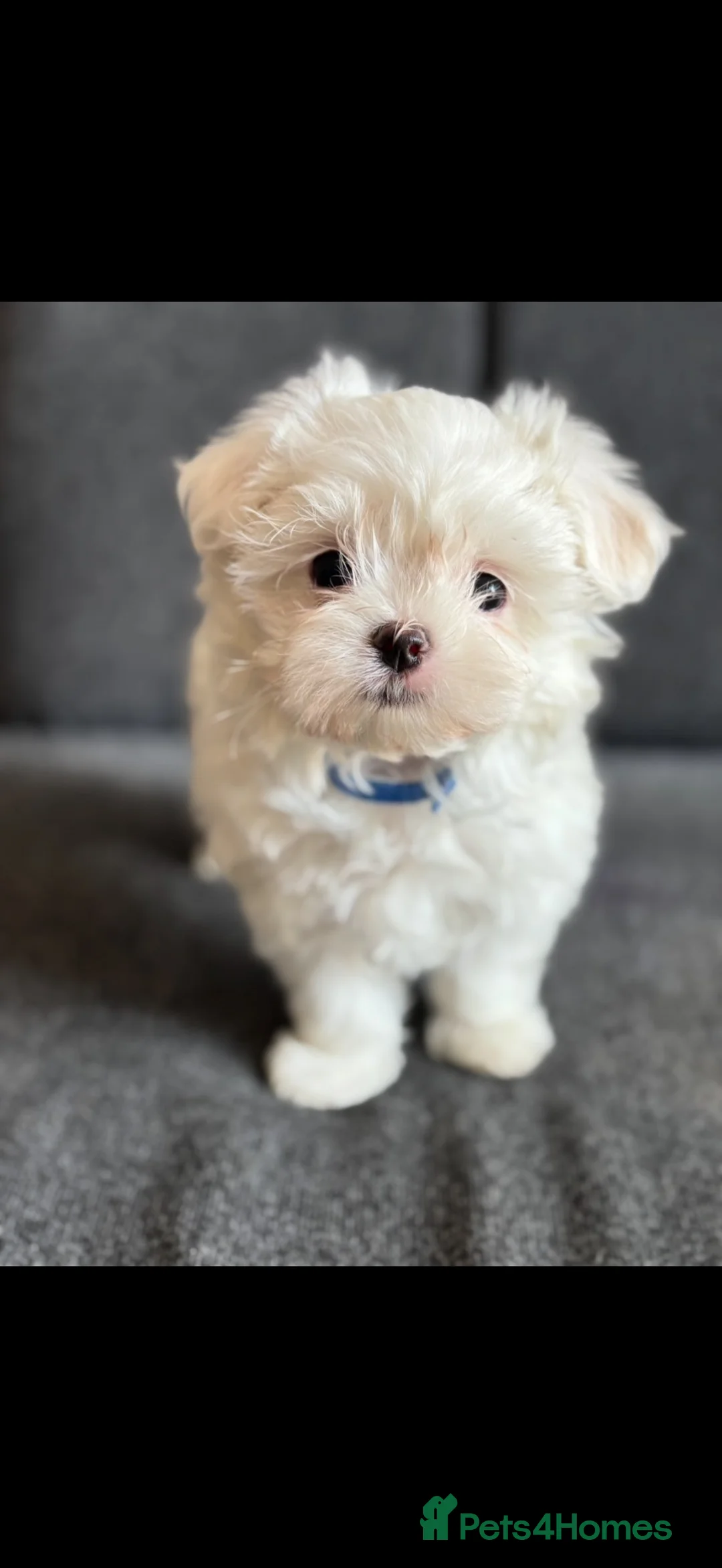 Maltese dogs for sale: we have one Tiny little boy available - Advert 12