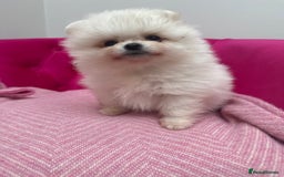 Pomeranian dogs for sale: READY 2nd August KC White Teddy Bear Poms - Image 33
