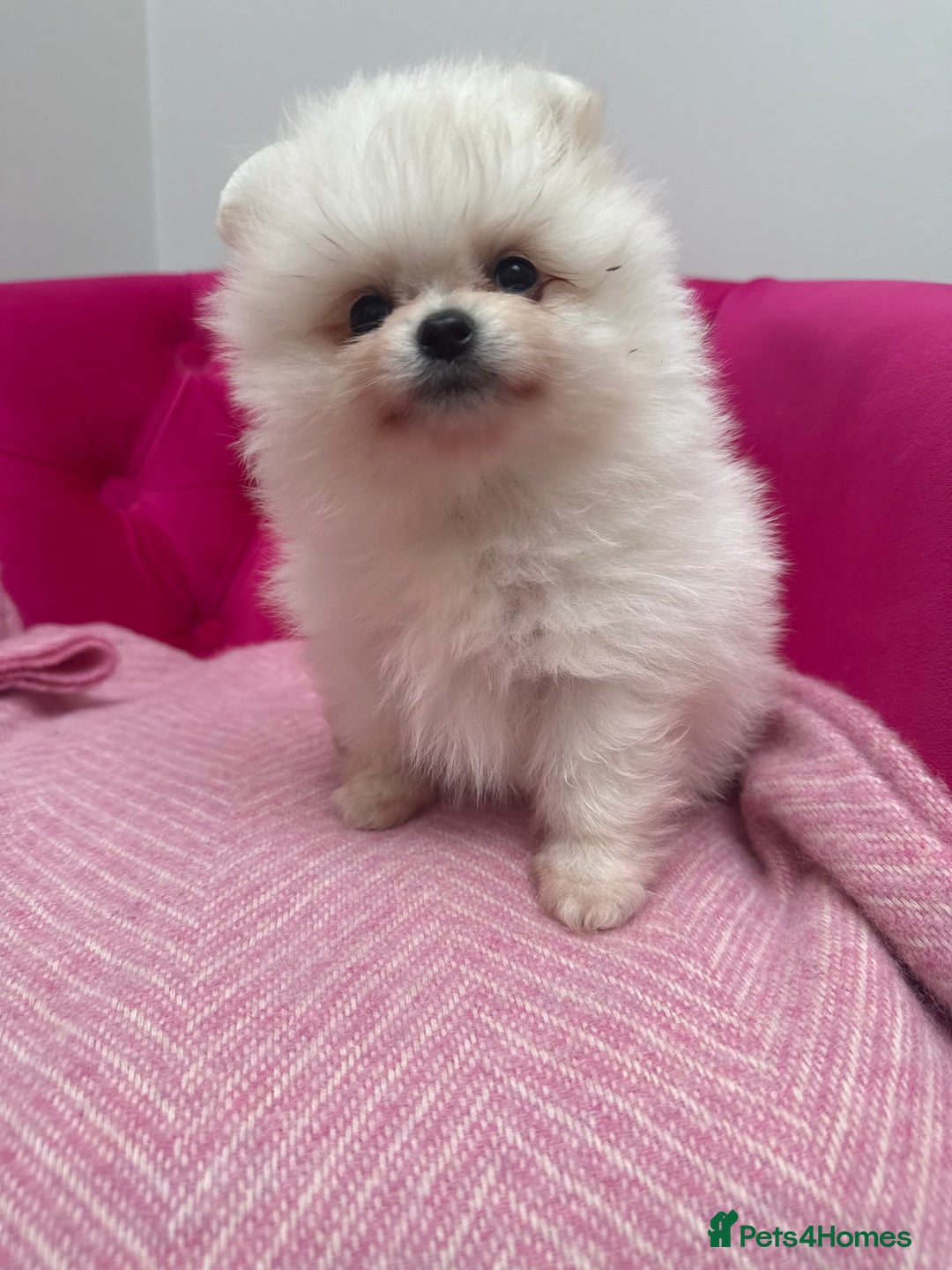 Pomeranian dogs for sale: READY 2nd August KC White Teddy Bear Poms - Image 33