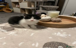Domestic Shorthair cats for sale: Black/white female kitten 7 weeks old - Image 4