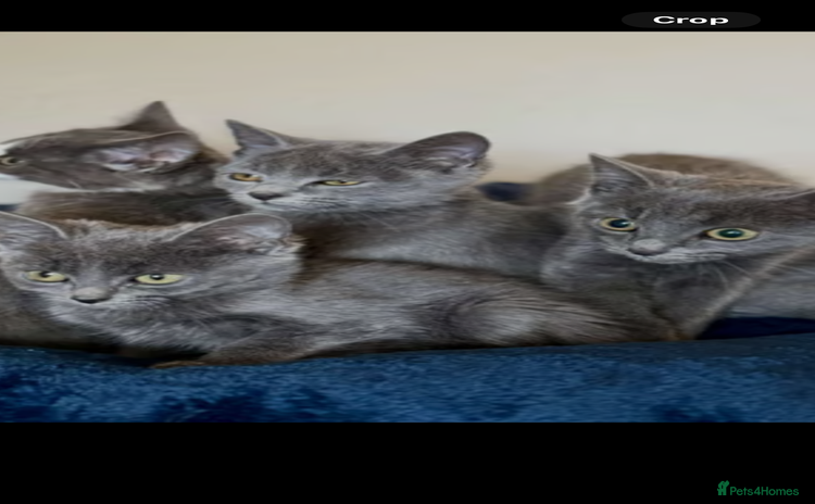 Ragdoll cats - Advert 5