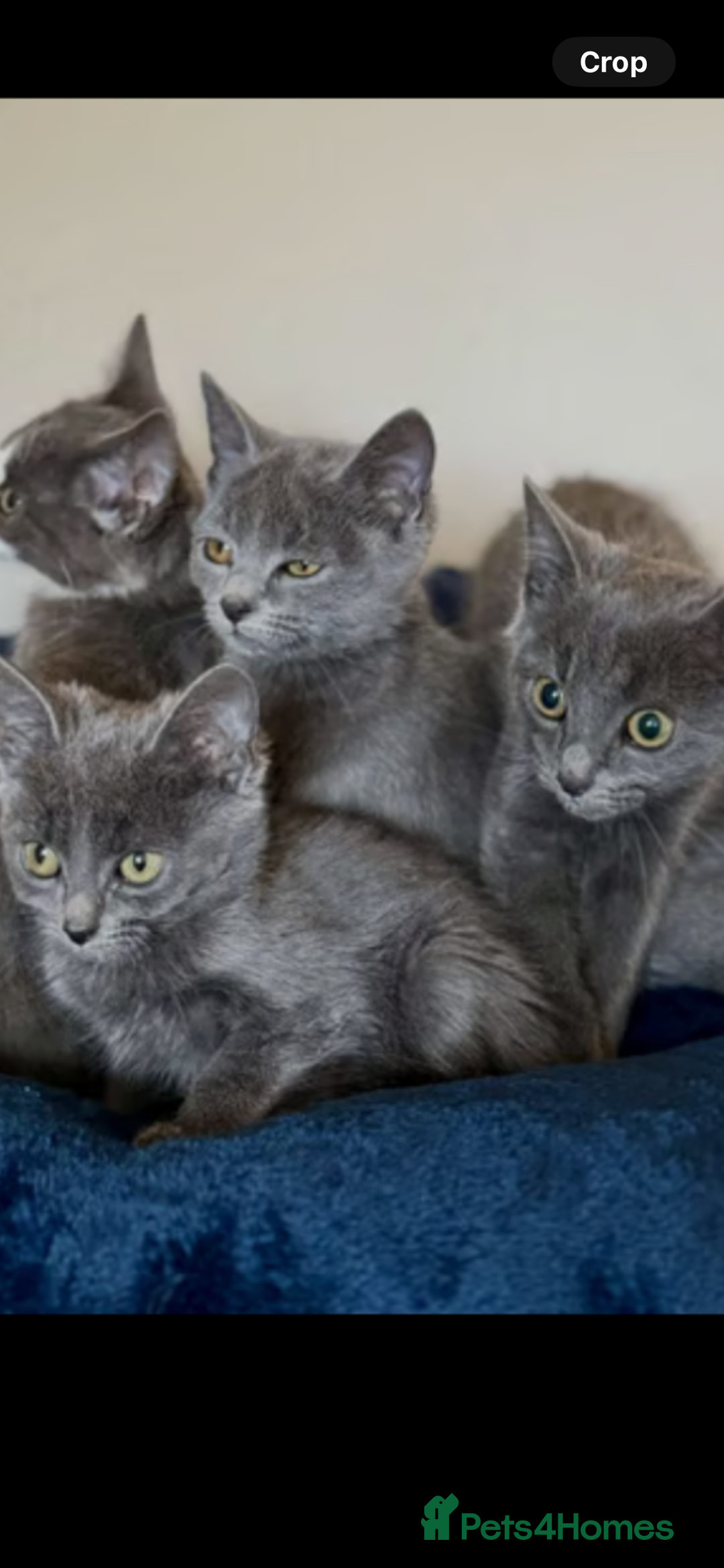 Ragdoll cats for sale: Beautiful Russian Blue Kitten  - Image 1