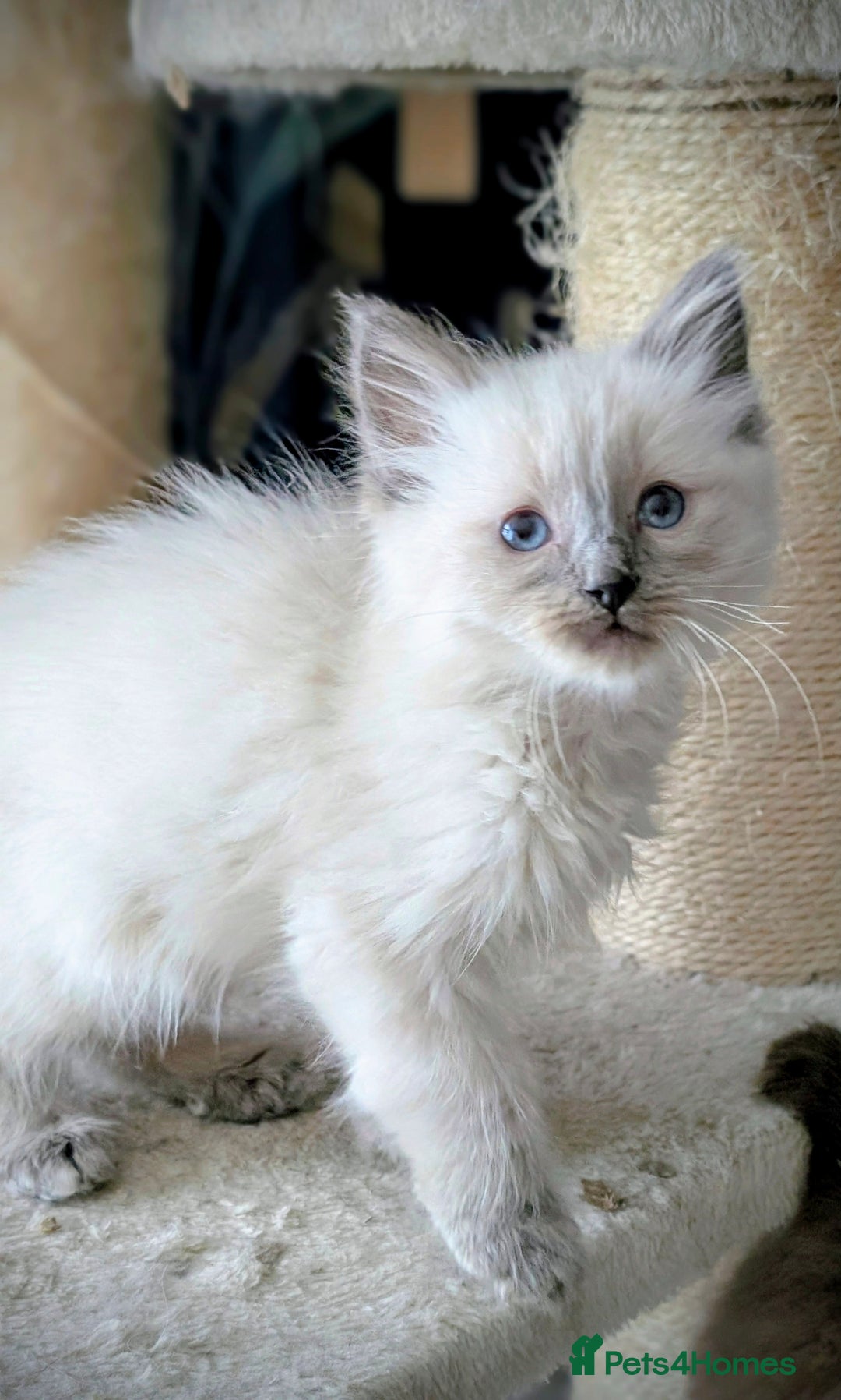 Ragdoll cats for sale: Gorgeous Blue Point Male Ragdoll  - Advert 2