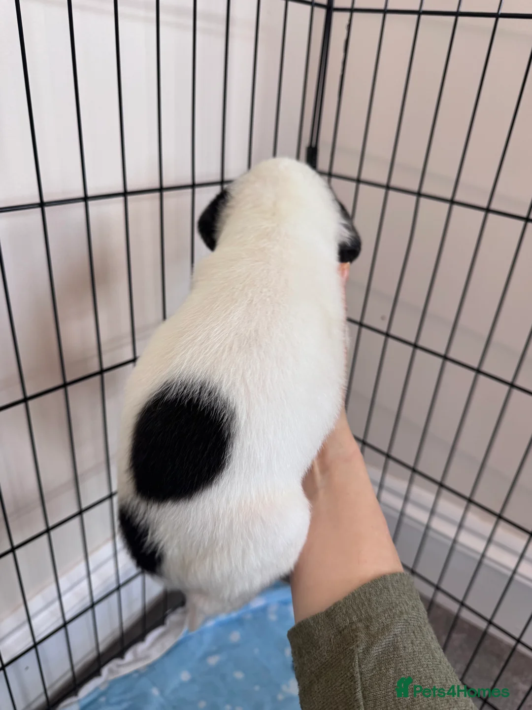 Mixed Breed dogs for sale: Labrador X Whippet Lurcher Puppies 🐶 - Advert 34