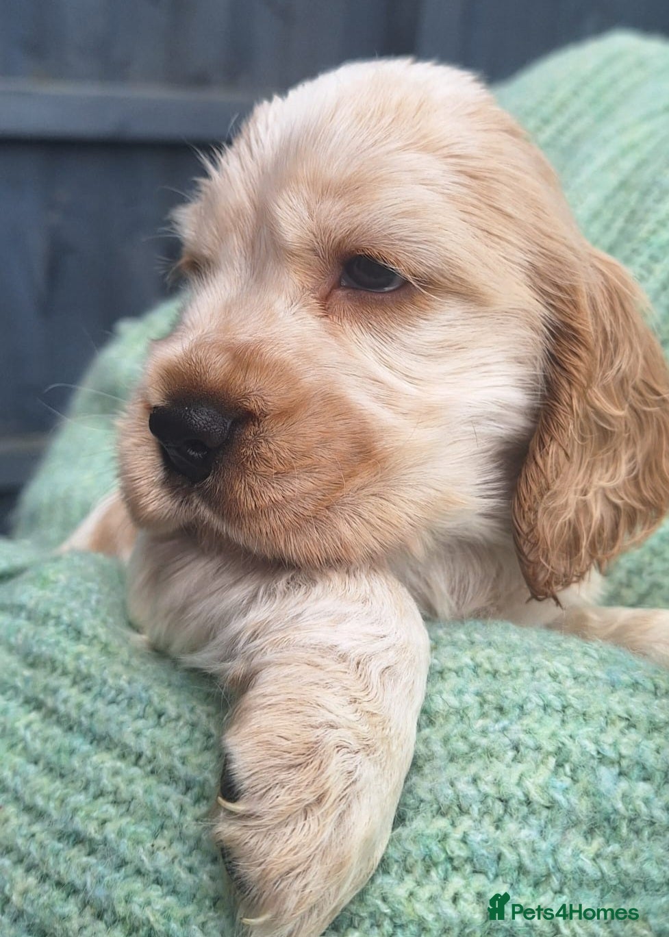 Cocker Spaniel dogs for sale: Last KC Registered Cocker Spaniel Puppy *SOLD ** - Advert 1
