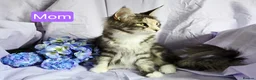 Maine Coon cats for sale: Beautiful friendly girl - Advert 14