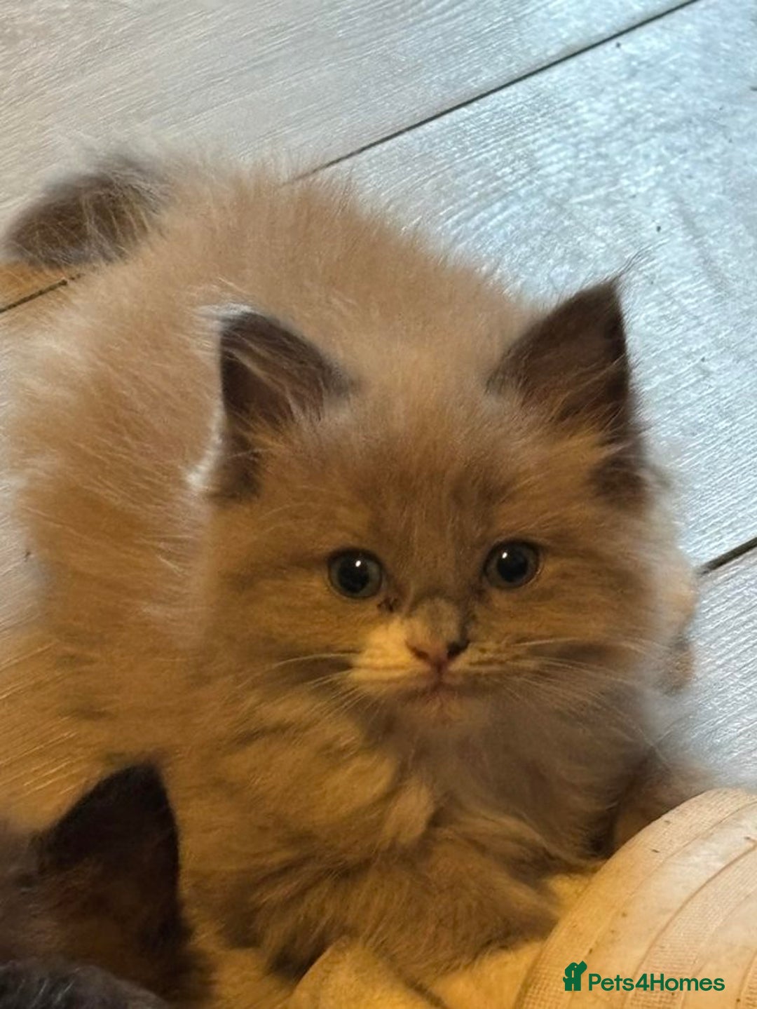 Ragdoll cats for sale: Mink Ragdoll kitten boys and girls - Image 5
