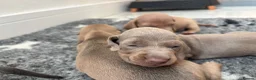 Miniature Dachshund dogs for sale: 6 beautiful baby’s ready soon  in Wingate - Advert 3