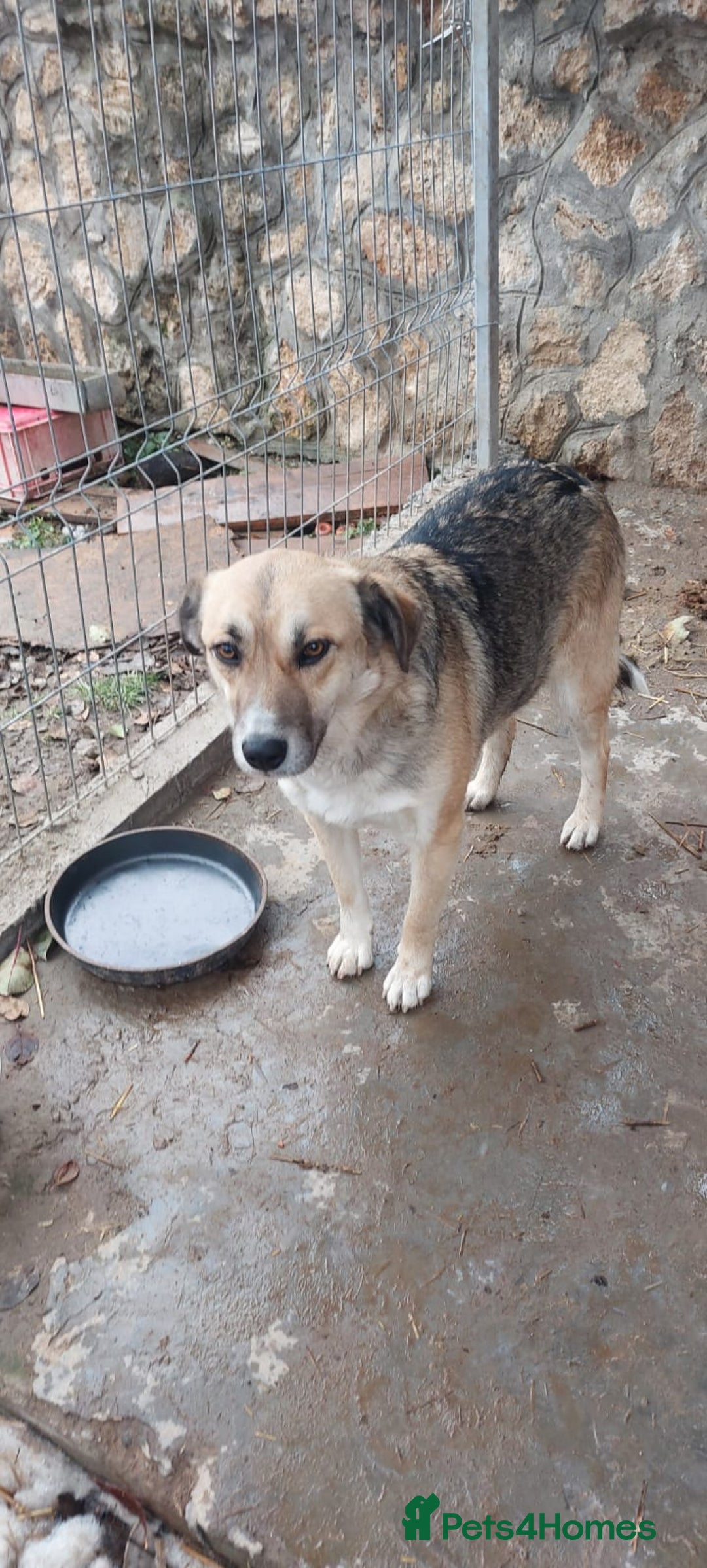 Mixed Breed dogs for adoption: CHLOE - a Lovely mix breed Girl, for a Loving Home - Image 3