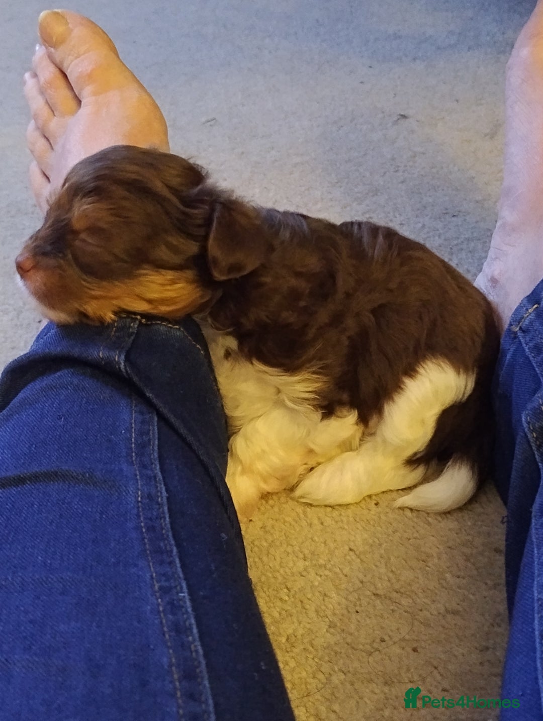 Biewer Terrier dogs for sale: 4 biewer Yorkshire terrier puppies for sale  - Advert 16