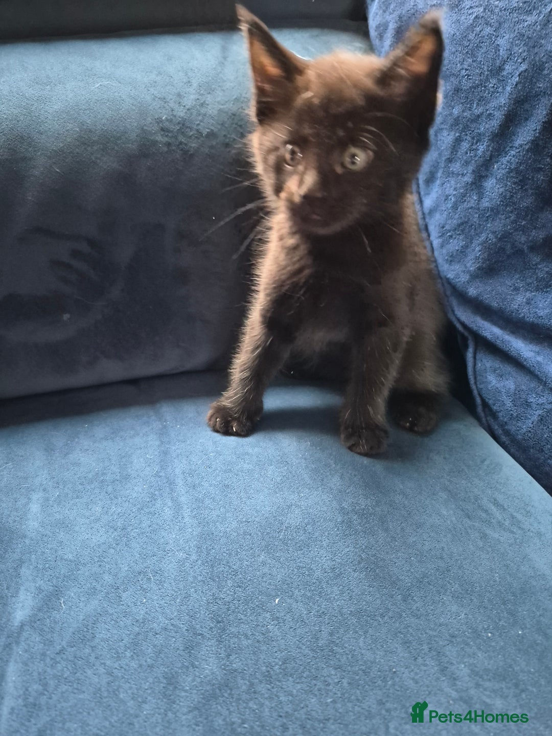 Mixed Breed cats for sale: Half maine coon kittens  - Advert 12