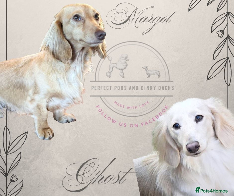 Miniature Dachshund dogs 7 Stunning Longhaired Cream KC Mini Dachshunds - Advert 11