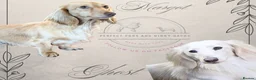 Miniature Dachshund dogs for sale: 7 Stunning Longhaired Cream KC Mini Dachshunds - Advert 1