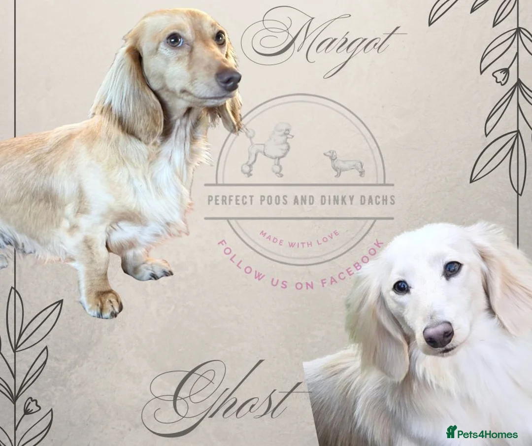 Miniature Dachshund dogs for sale: 7 Stunning Longhaired Cream KC Mini Dachshunds - Advert 1
