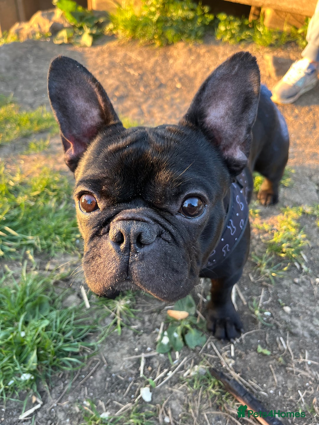 French Bulldog dogs for stud: Beautiful Kali Pack  - Image 2