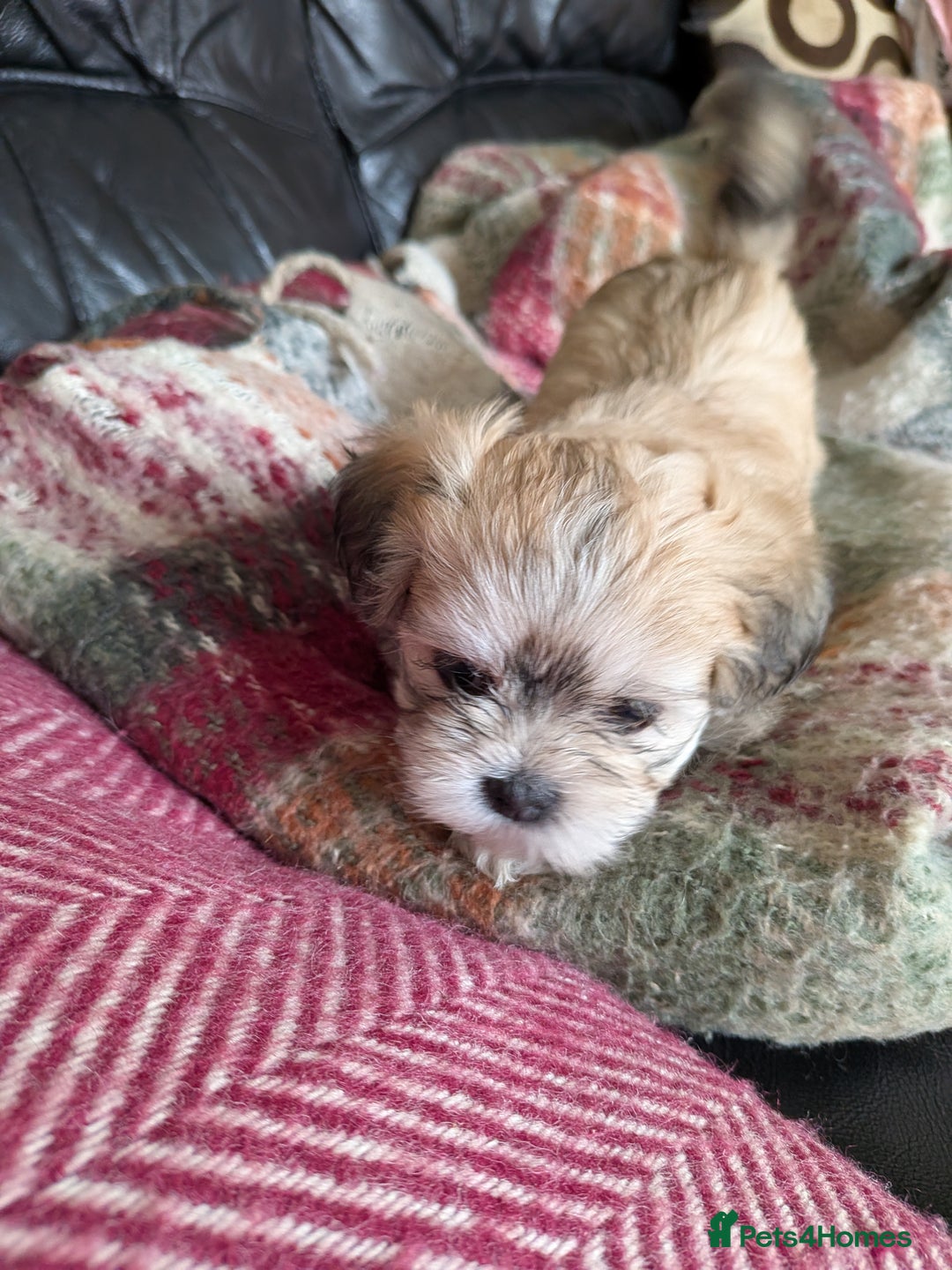 Mixed Breed dogs for sale: Lhasa Apso puppies in Kent - Image 37