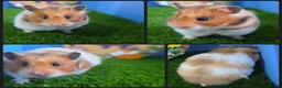 Hamster rodents for sale: Female Syrian Hamster  - Advert 2