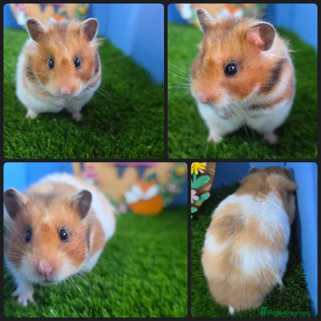 Hamster rodents for sale: Female Syrian Hamster  - Advert 2