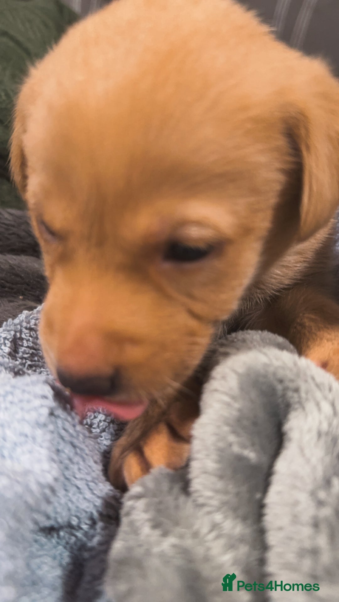 Labrador Retriever dogs for sale: Beautiful, fox red labradors - Advert 24