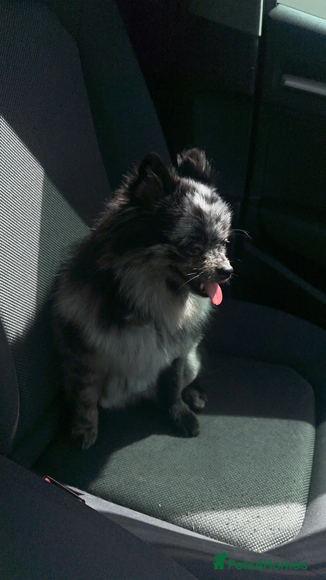 Pomeranian dogs for sale: Sliver merle female Pomeranian  - Advert 2