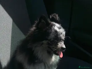 Pomeranian dogs Sliver merle female Pomeranian - Advert 1