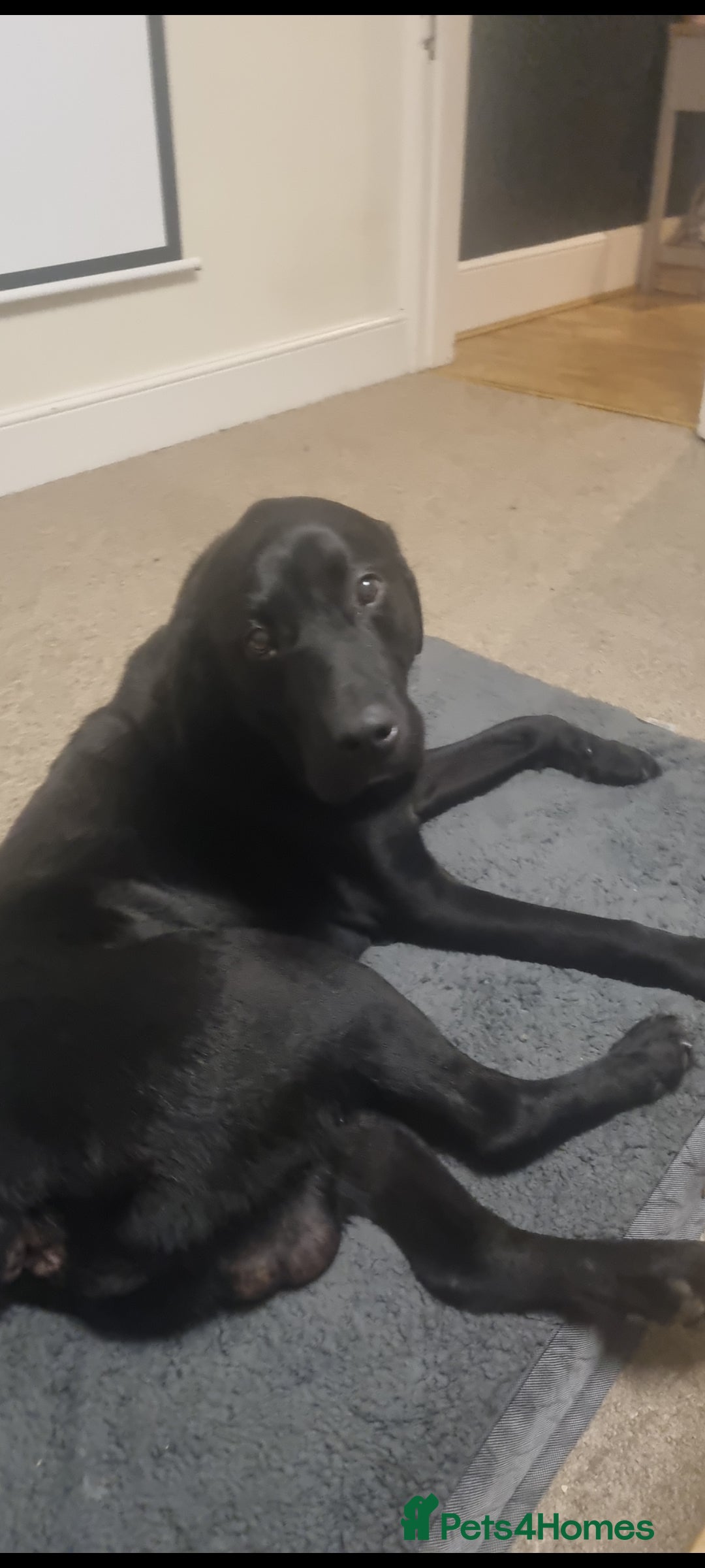 Labrador Retriever dogs for sale: Beautiful chunky labrador puppies - Advert 7