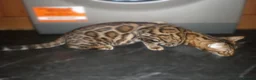 Bengal cats for sale: 5 Beautiful Bengal Kittens Ready Now  - Advert 9