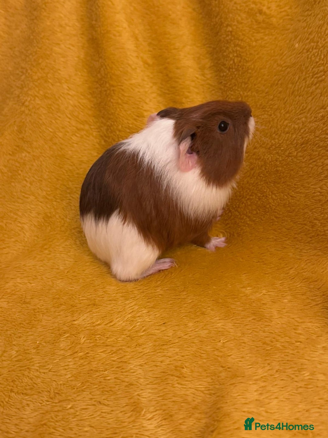 Guinea Pig rodents for sale: Mixed Guinea Pig babies  - Advert 6