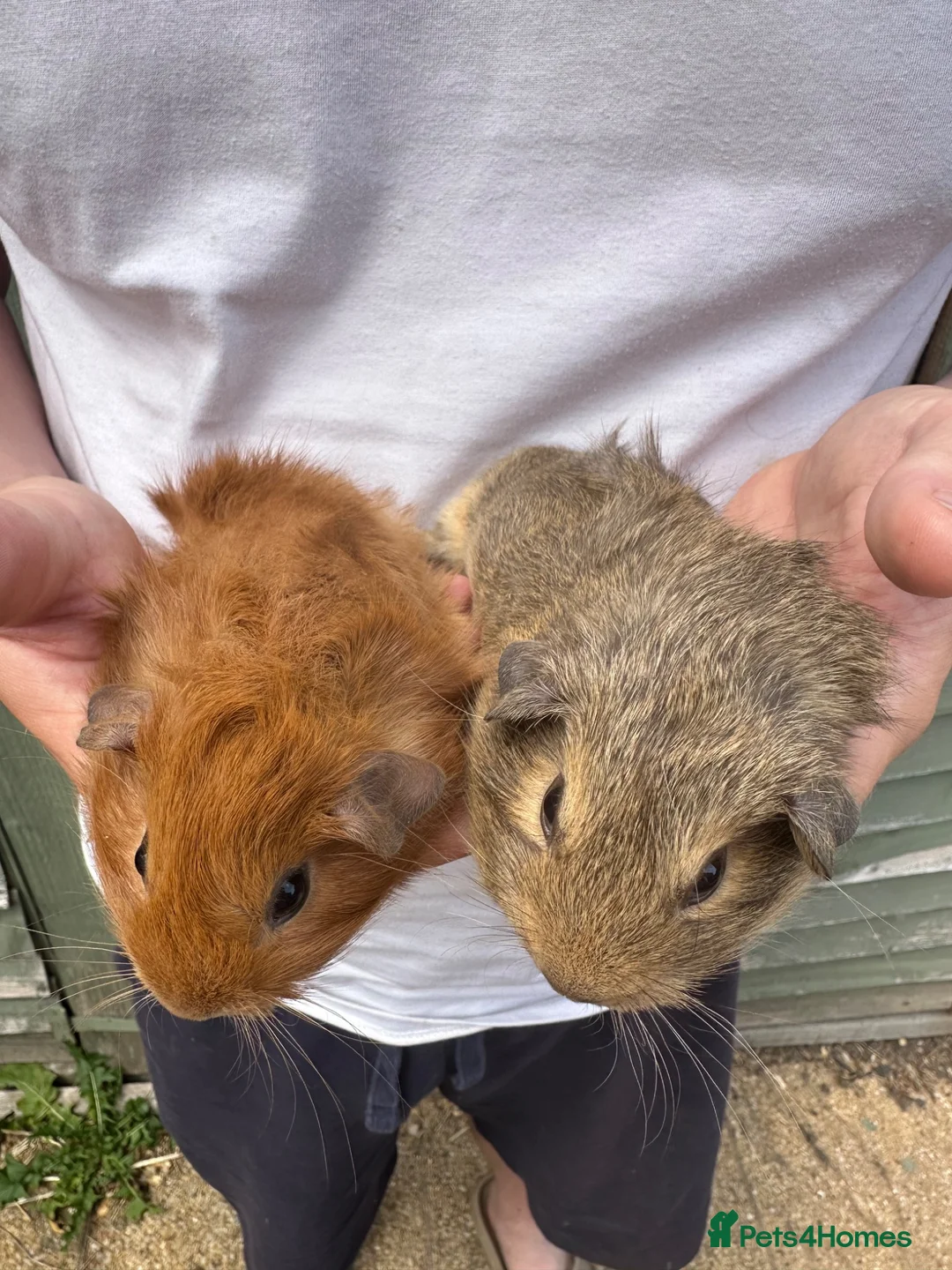 Guinea Pig rodents for sale: A pair of female piglets seeking forever home - Advert 2