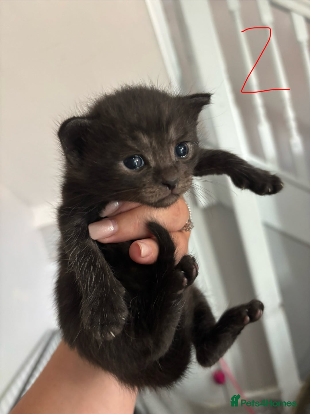 Ragcoon cats for sale: Ragcoon kittens  - Image 6