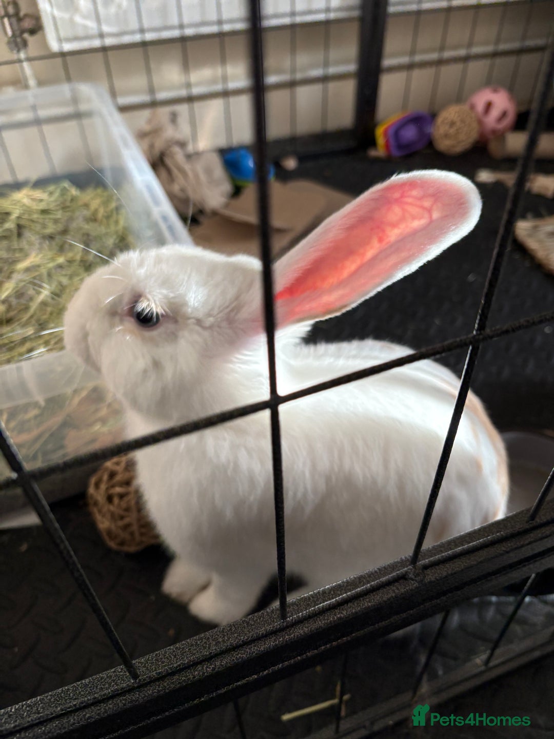 Mixed Breed rabbits for sale: Gorgeous neutered boy needing home - Advert 3