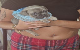 French Bulldog dogs for sale: French bulldog puppie blue male - Image 2