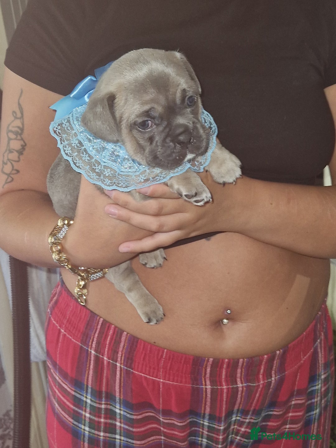 French Bulldog dogs for sale: French bulldog puppie blue male - Image 2