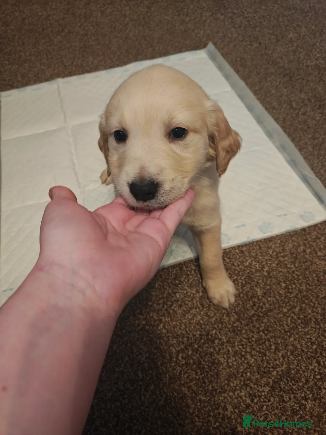 Golden Retriever dogs for sale: Only 5 gorgeous golden retriever puppies left - Advert 23