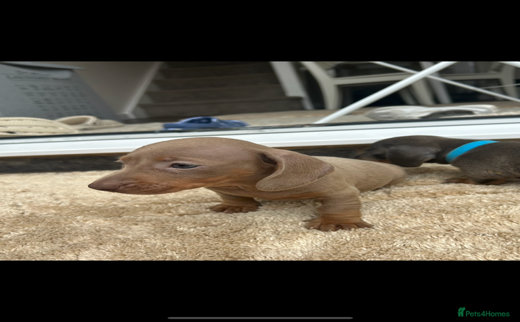 Miniature Dachshund dogs - Advert 12
