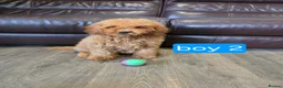Cavapoo dogs for sale: Adorable F1B Cavapoo puppies for sale  - Advert 22