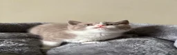 British Shorthair cats for sale: British Shorthair Kittens for Sale - Advert 26