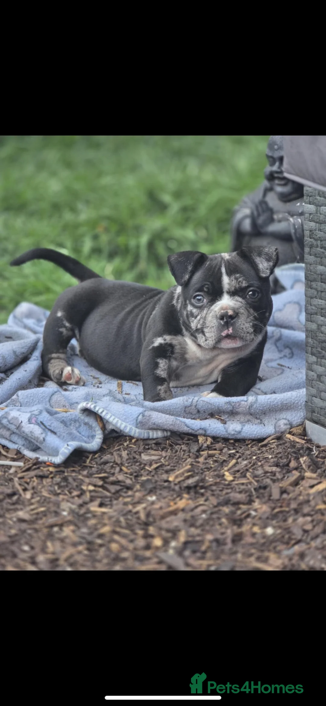 American Bulldog dogs for stud: Black Trindle merl micro pocket bully stud  in Sutton-in-Ashfield - Advert 2