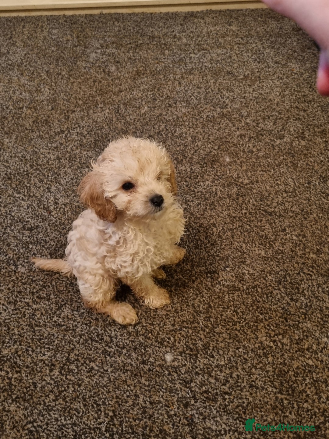 Cavapoo dogs for sale: Two beautiful cavapoo pups for sale - Advert 5