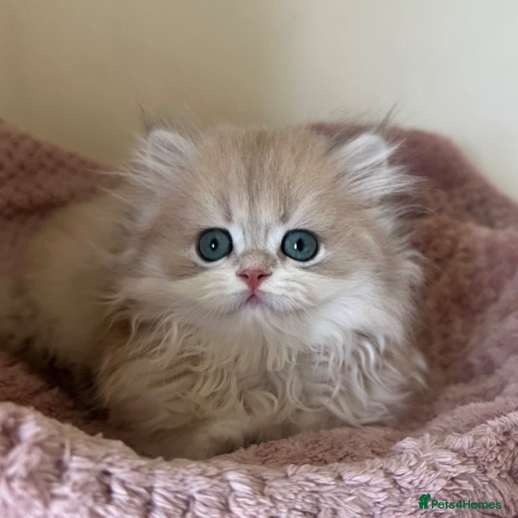 British Shorthair cats Quality Golden Kittens - Advert 1