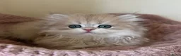 British Shorthair cats for sale: Quality Golden Kittens - Advert 6