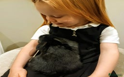 Mini Lop rabbits for sale: Adorable Pure Bred Mini Lop 🥰🐰 - Image 5