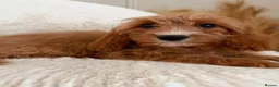 Cavapoo dogs for sale: Cavapoo Puppies in Sunderland - Advert 9