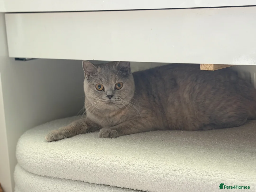 British Shorthair cats for sale: British shorthair kittens 😺 - Advert 25