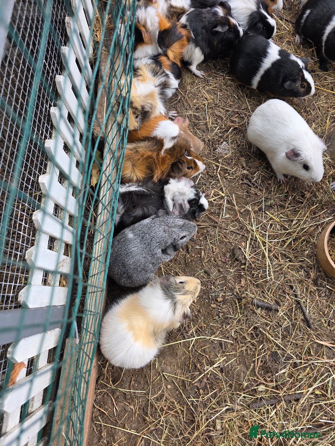 Guinea Pig rodents for sale: Guinea pigs - Image 3